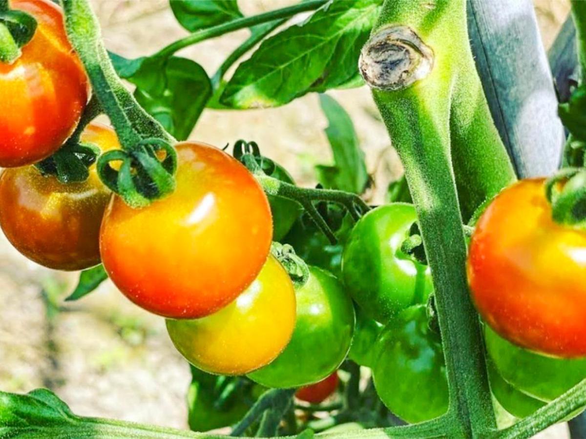 منزل الضيف بيي  في Ritz Garden Niji المظهر الخارجي الصورة