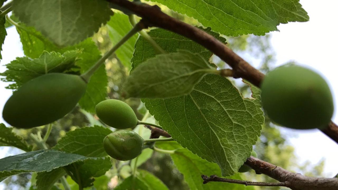 منزل الضيف بيي  في Ritz Garden Niji المظهر الخارجي الصورة